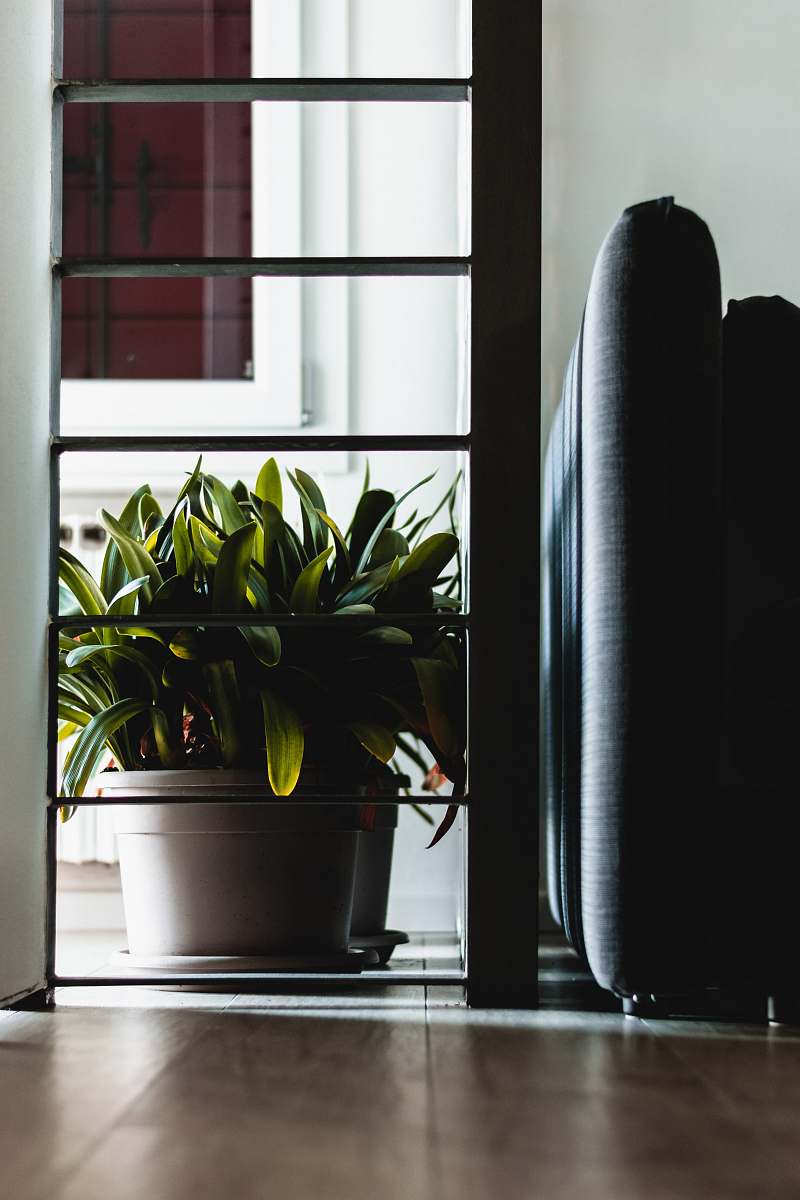 interior design green sword leaf plant in pot during daytime cushion
